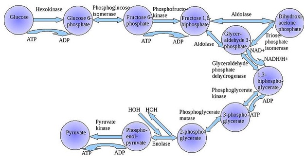 Glycolytic enzymes